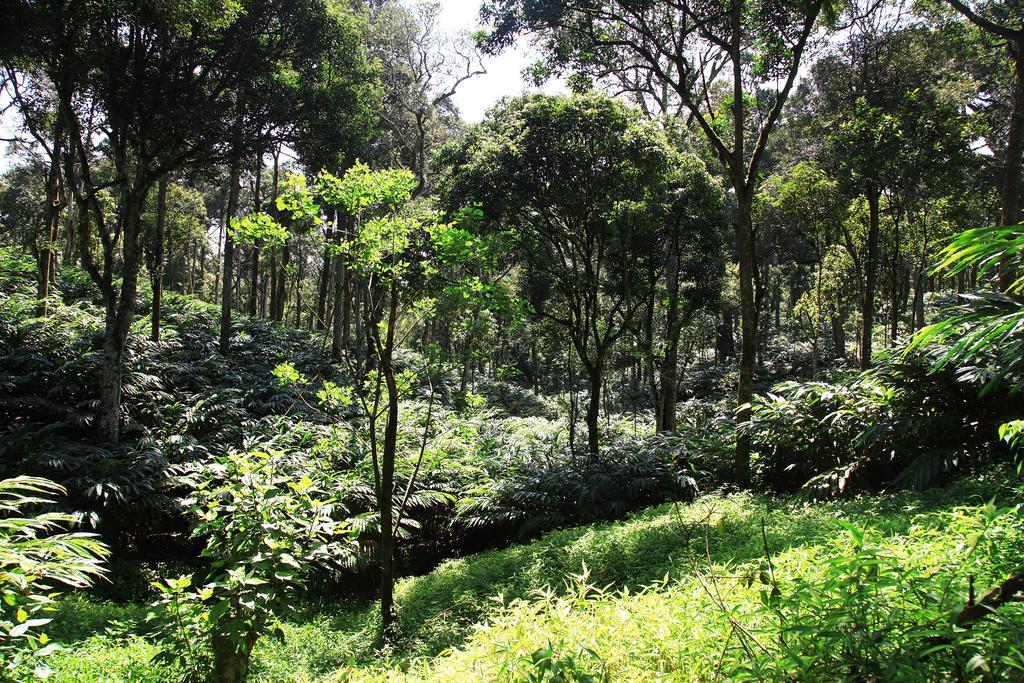 Thekkady Kalarickal Heritage Bungalow Vandanmedu Zewnętrze zdjęcie